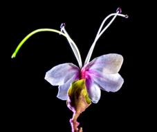 Wild Blossom on black background