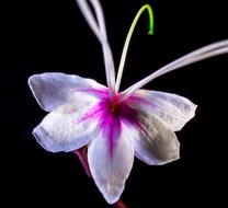 Wild Flower violet white