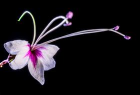 white-pink wild flower on black background