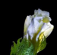Cotton Flower bud close up