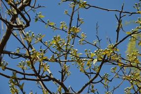 Flowers Buds Tree