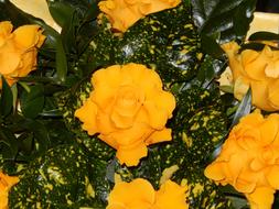 Yellow green Roses