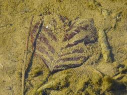 Heart shaped Leaf In The Water