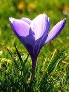 Crocus spring sun