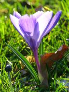 Crocus Blossom in green grass