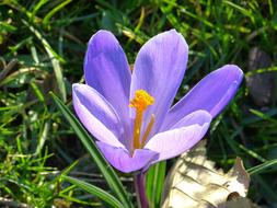 Close-up of the beautiful, blossoming, violet and yellow crocus flower, among the green grass, in light