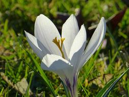 Crocus Blossom and green grass