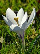 Crocus Blossom Bloom at spring