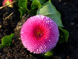 Bellis Flower Blossom pink