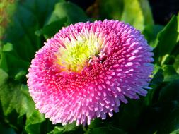 colorful Bellis Flower Blossom