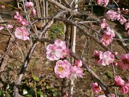 Plum Red Blossoms