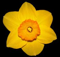 Flower Narcis Spring on black background