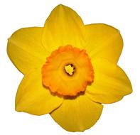 Close-up of the beautiful, yellow and orange narcissus flower, at white background, clipart