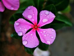 Pink Periwinkle Flower with dew drops