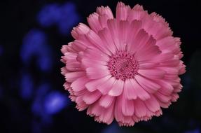 Gerbera Germini Flower pink