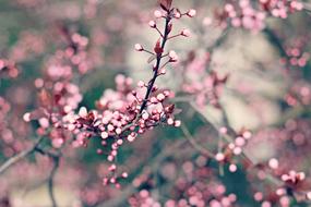 Spring Flower Tree