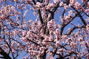 Spring Flowers Branches Pink