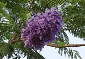 Jacaranda Mimosifolia Flowers