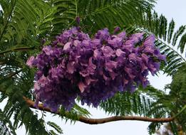 Jacaranda Mimosifolia Flowers