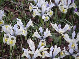 Iris Flowers Yellow