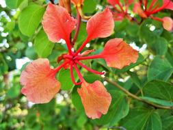 Bauhinia Galpinii Flower