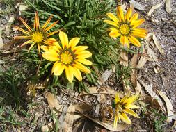 Flowers Yellow Wild