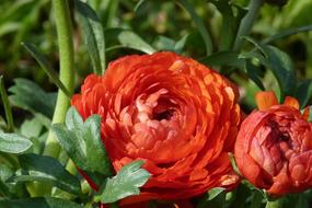 Ranunculus Flower Red on a bush close-up on a blurred background