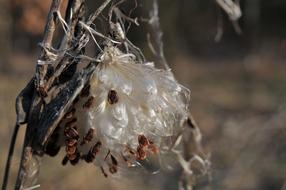 dry plant with hairy seeds close up