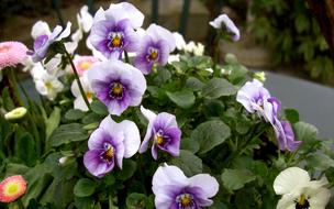 flower Violet Horn