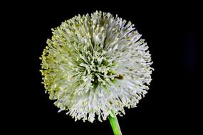 Small Flower Wild ball black background