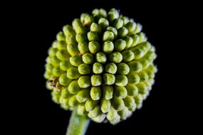 amazing Wild green flower