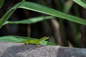 Abdullah green Lizard