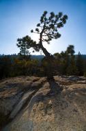 Yosemite National Park Pine