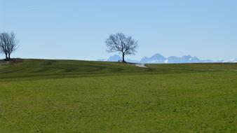 meadow,sun,pasture,tree,spring,grass,green