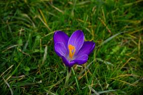 Close-up of the beautiful, blooming, violet and orange crocus flower, on the green field in spring