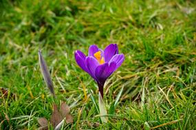 purple Crocus on green grass