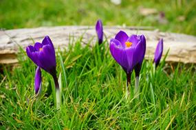 Crocus Flowers Purple Close