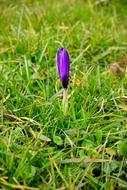 Crocus, purple Closed Flower