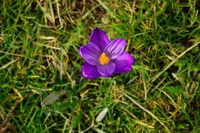 closeup view of Crocus Flower Blossom