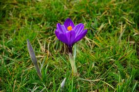 Crocus Flower Blossom on grass