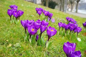 Crocus Flowers Purple Close