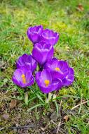 Closeup view of Purple Crocus Flowers on grass