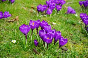 Crocus Flowers Purple Close