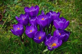 Crocus Flowers Purple Close