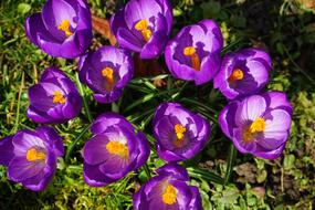 Crocus Flowers Purple Close