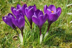 Crocus Flowers Purple Close