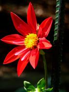 Red and yellow Flower at black background