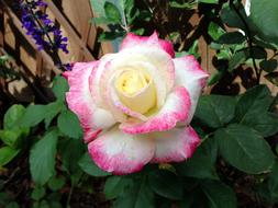 Rose Flower pink white