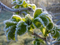 Frosted Leaves Wild Rose Hoarfrost