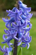 amazing Hyacinth Blue Blossom